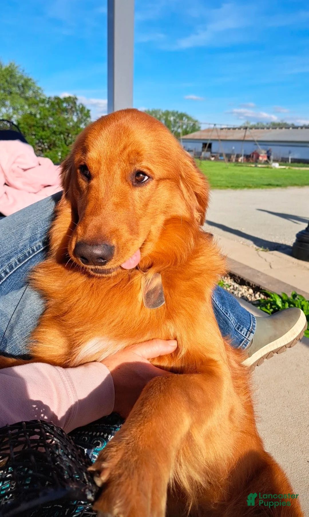 Golden Retriever dogs for stud: Tucker - Ad 6