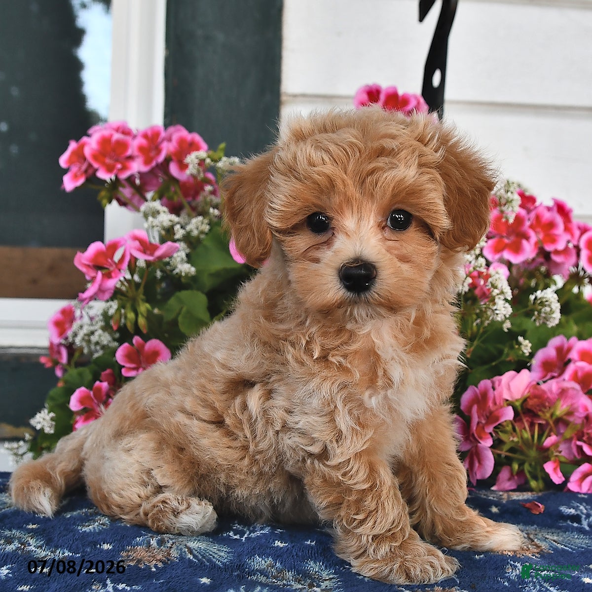 Maltipoo dogs Cody - Ad 2
