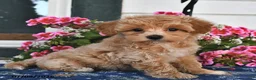 Maltipoo dogs for sale: Cody - Ad 2