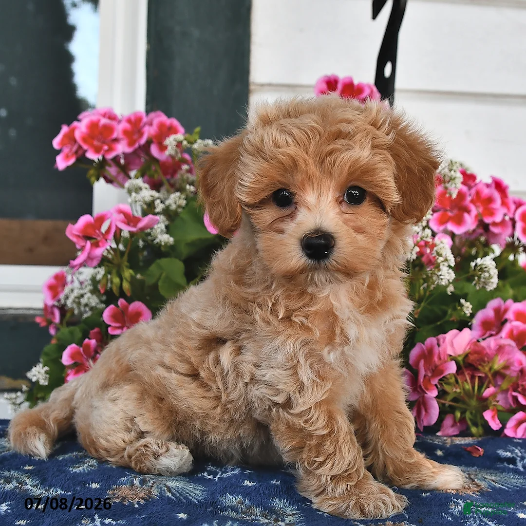 Maltipoo dogs for sale: Cody - Ad 2