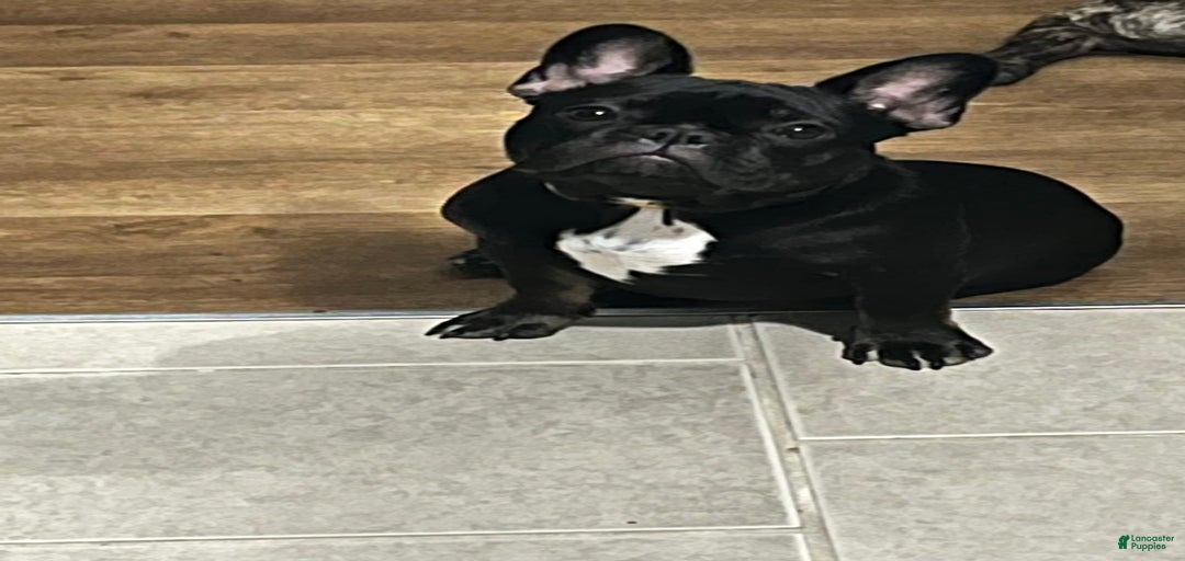 Gallery Image {{count}}