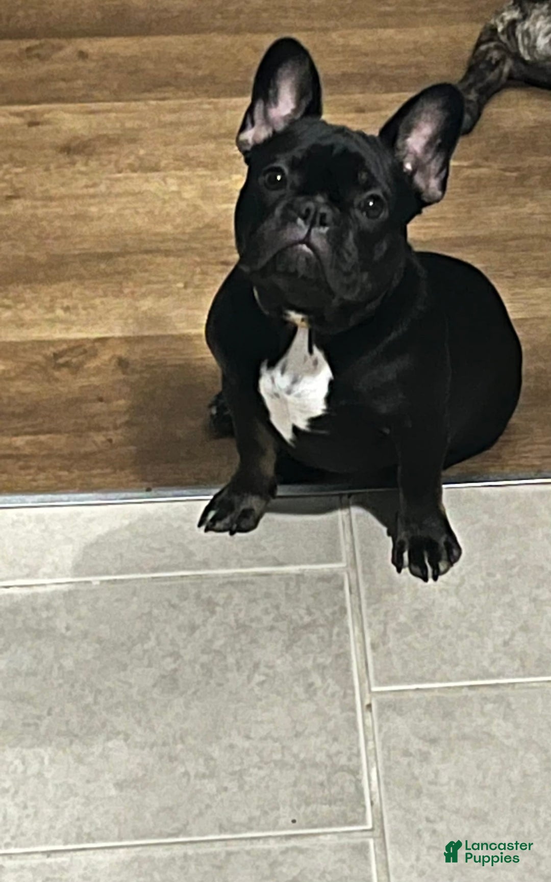 Gallery Image {{count}}