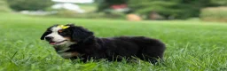 Bernese Mountain Dog dogs for sale: SAMSON - Ad 22