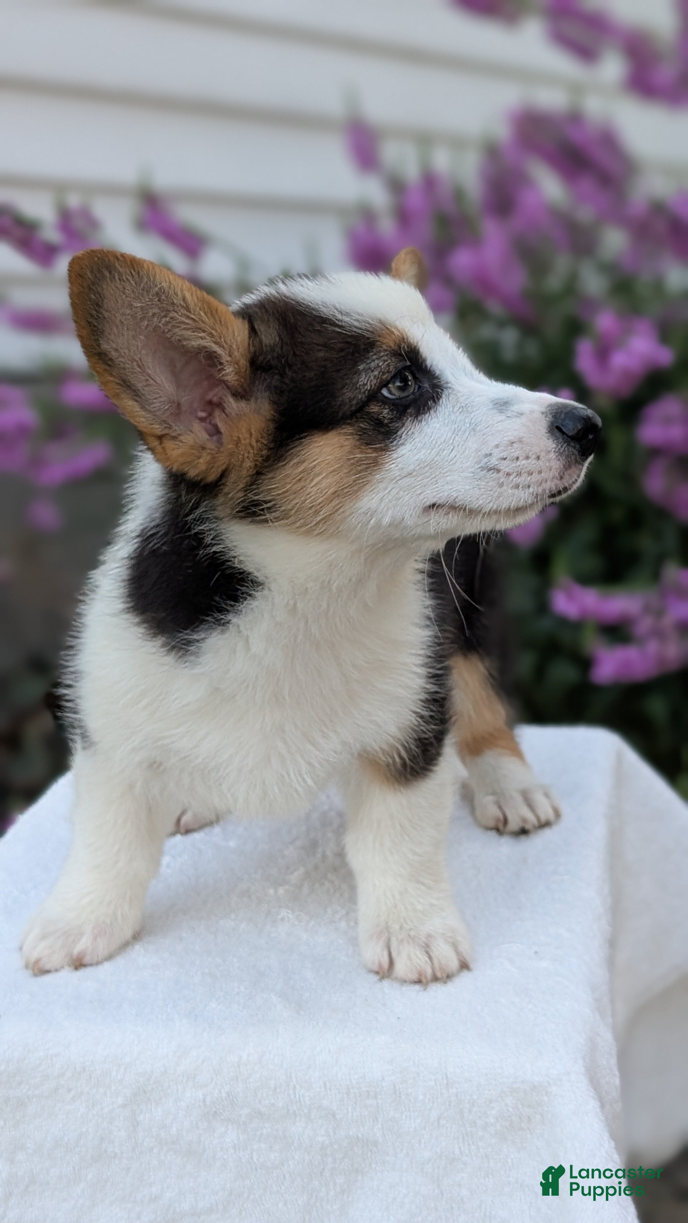 Welsh Corgi Pembroke dogs Logan - Ad 2