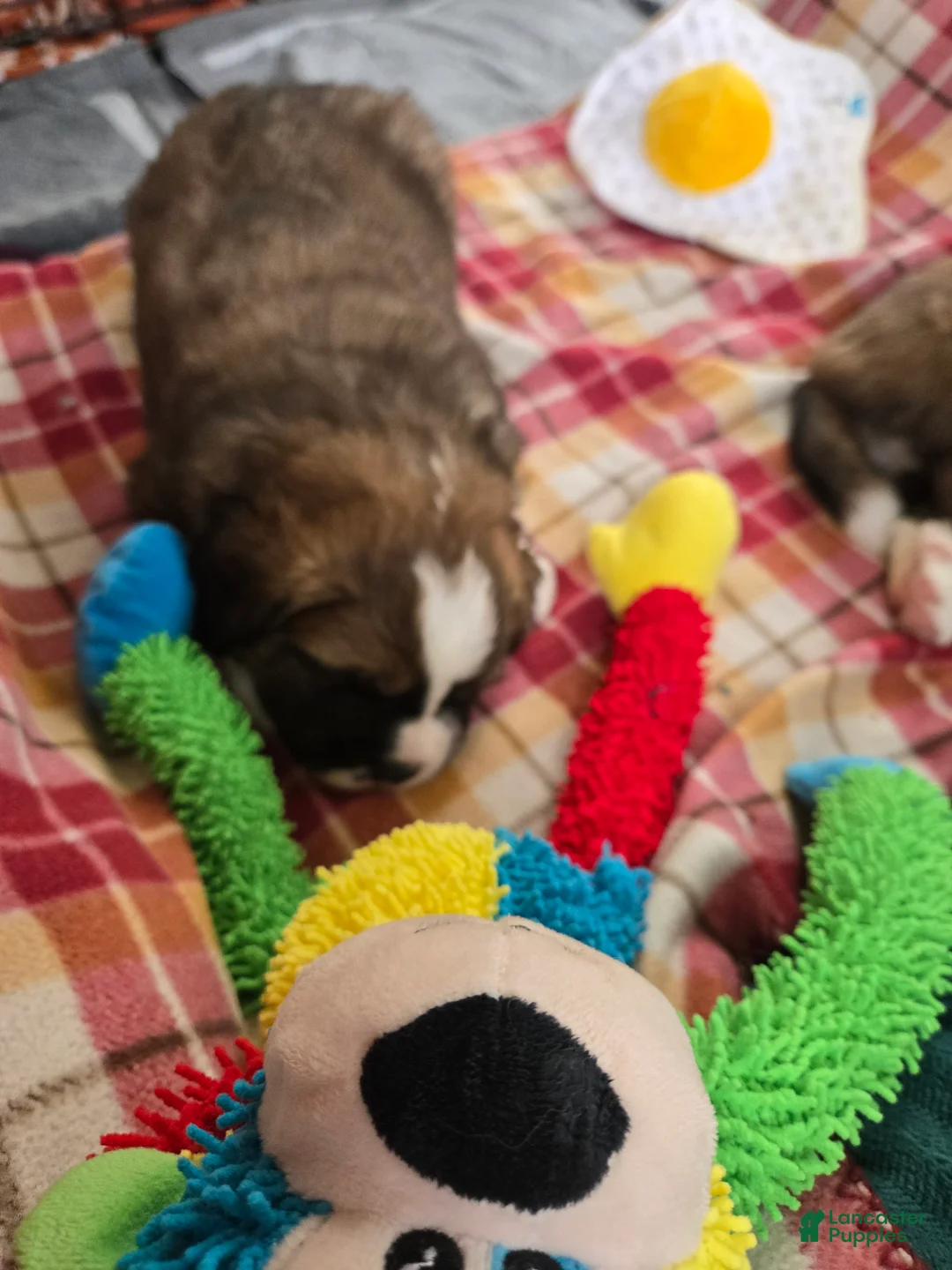 Mixed Breed dogs for sale: Zues - Ad 17