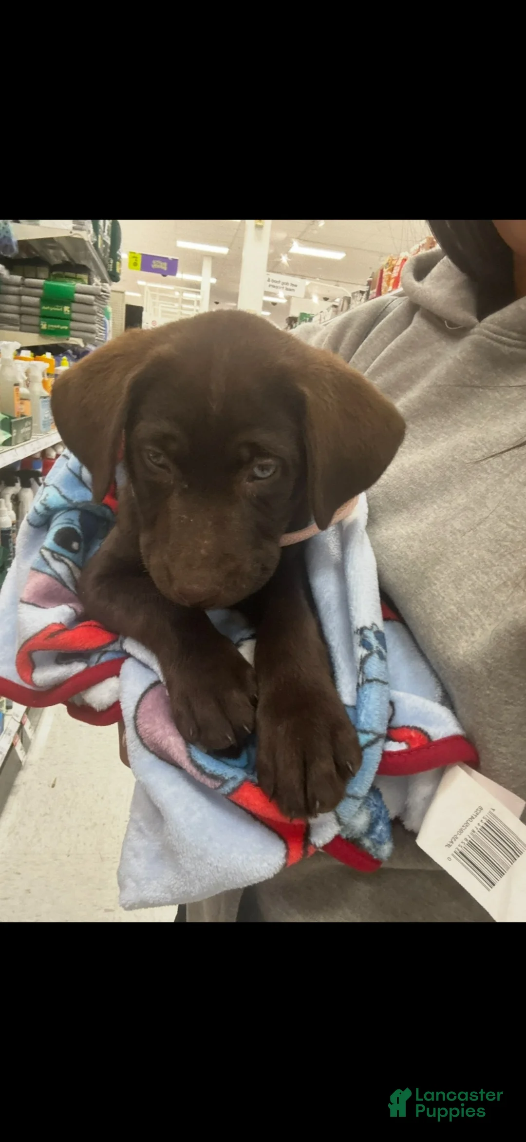 Labrador Retriever dogs for sale: Hazel - Ad 2
