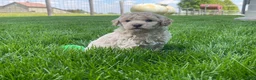 Miniature Poodle dogs for sale: Amos Miniature Poodle Puppy  - Ad 10