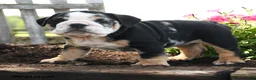 English Bulldog dogs for sale: Ralph - Ad 4