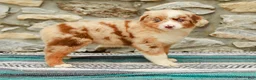 Australian Shepherd dogs for sale: Fern - Ad 3