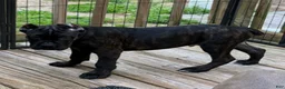 Cane Corso dogs for sale: Blue&White - Ad 3