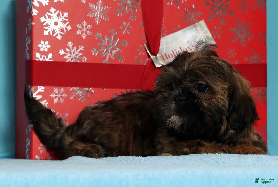 Teddy Bear dogs for sale: Cookie - Ad 3