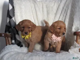 Golden Retriever dogs HOPE - Ad 30