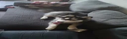 Pomsky dogs for sale: Pomsky 1 - Ad 3