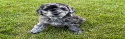 Miniature Poodle dogs for sale: Lexi - Ad 2