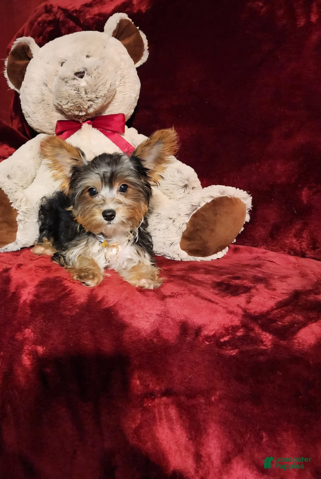 Yorkshire Terrier dogs for sale: PRINCETON  - Ad 2
