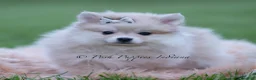 Pomeranian dogs for sale: Ollie - Ad 4