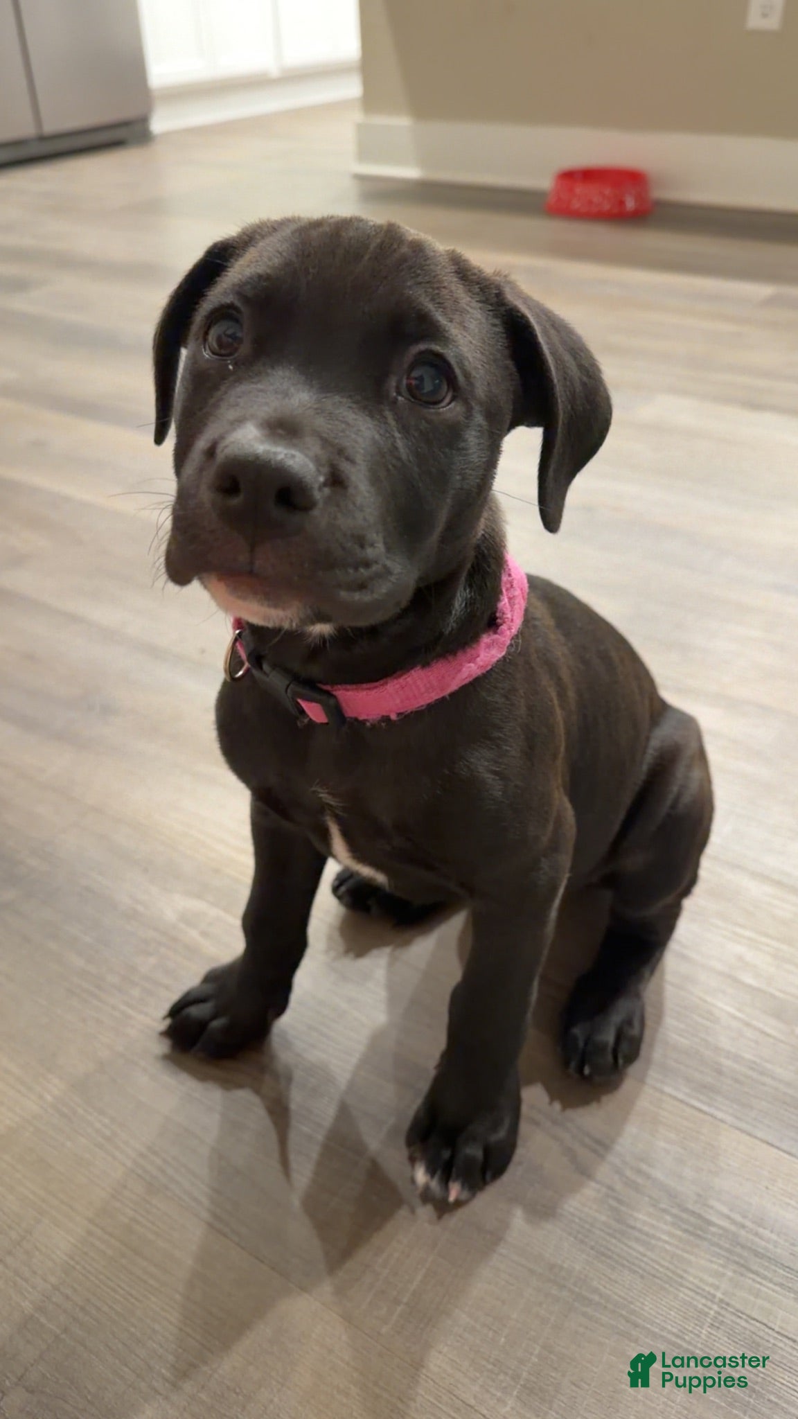 Mixed Breed dogs Chloe (Mix Breed) - Ad 14