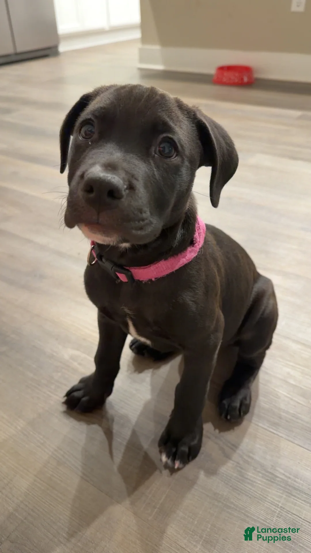 Mixed Breed dogs for sale: Chloe (Mix Breed) - Ad 1