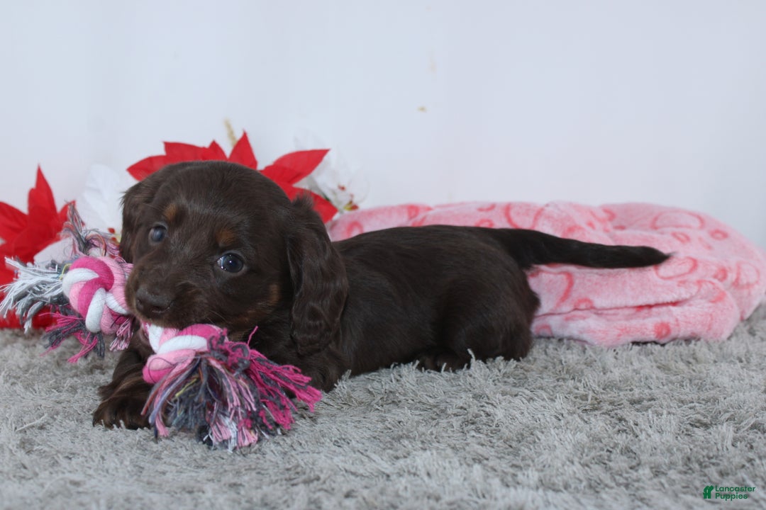 Miniature Dachshund dogs for sale: Joy - Ad 3