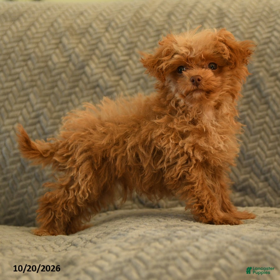 Toy Poodle dogs Jimmy - Ad 2