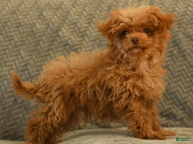 Toy Poodle dogs Jimmy - Ad 2