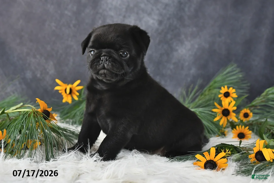 Pug dogs for sale: Kenya - Ad 2