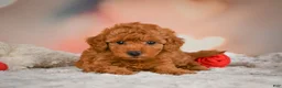 Toy Poodle dogs for sale: Benji - Ad 3