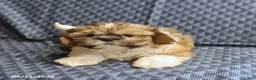 Shih Tzu dogs for sale: Chipper - Ad 5