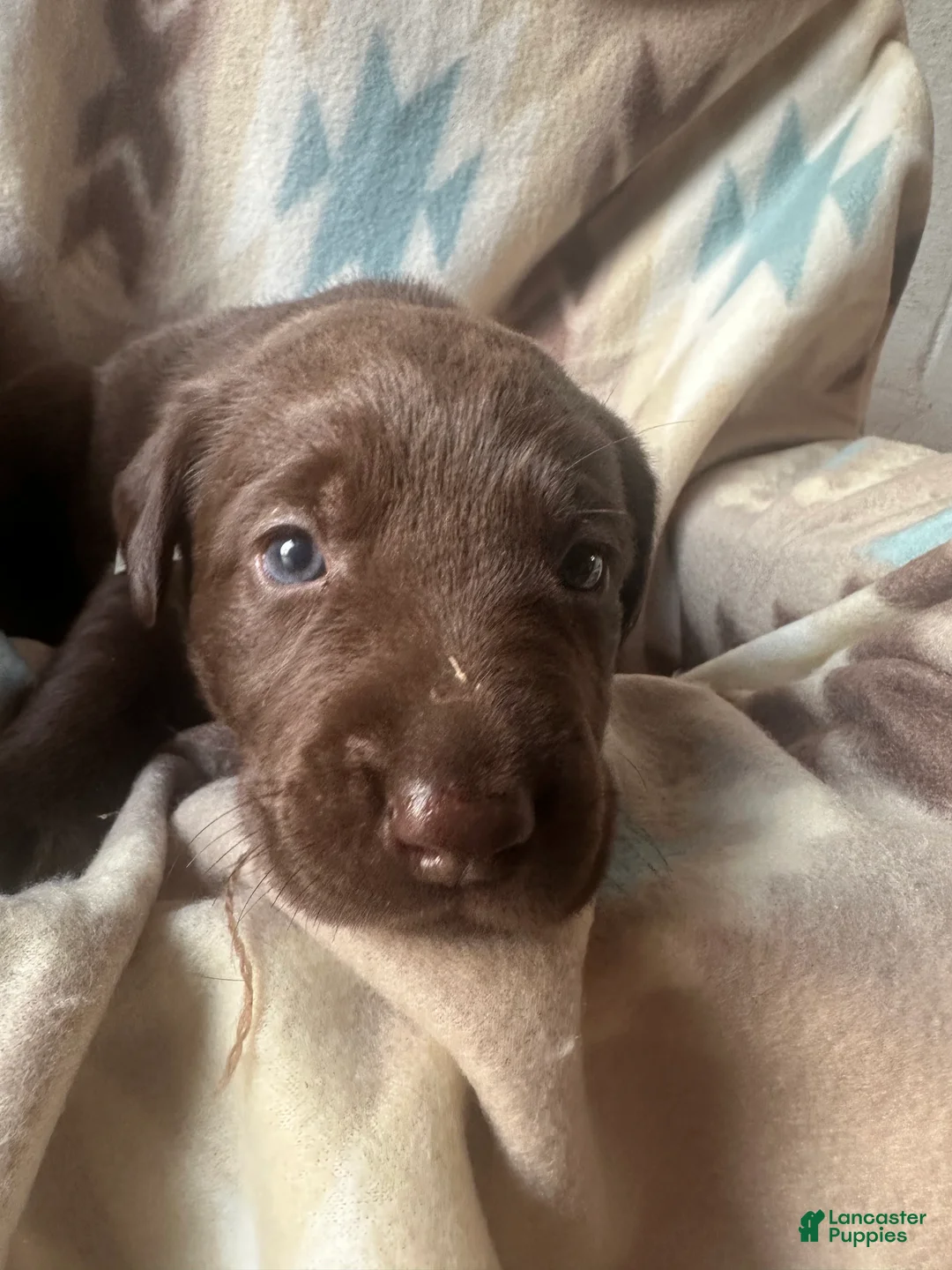 Labrador Retriever dogs for sale: Sage  - Ad 2