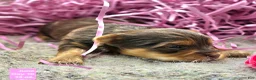 Yorkshire Terrier dogs for sale: Juno - Ad 4