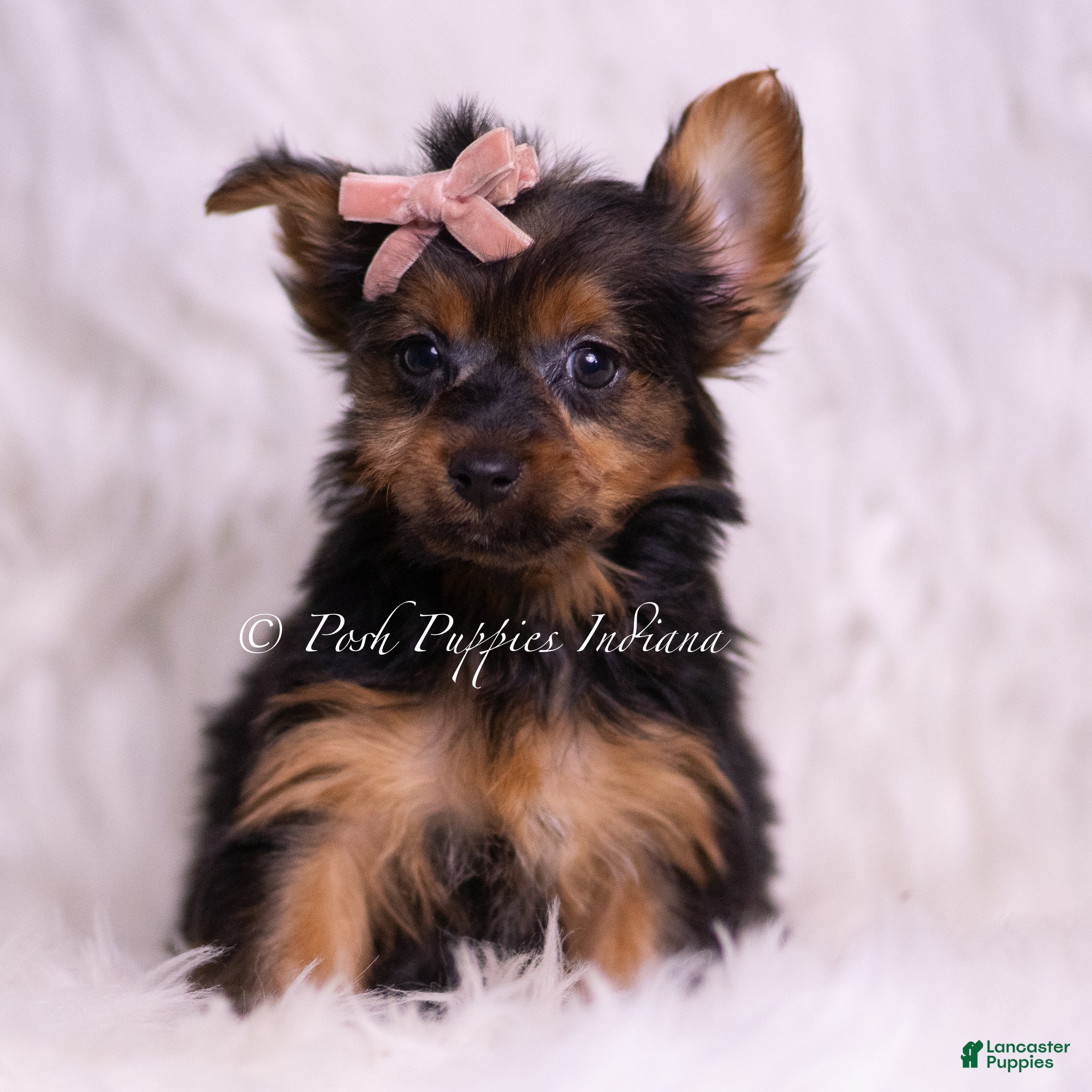 Yorkshire Terrier dogs Gidget - Ad 34