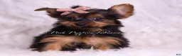 Yorkshire Terrier dogs for sale: Gidget - Ad 1