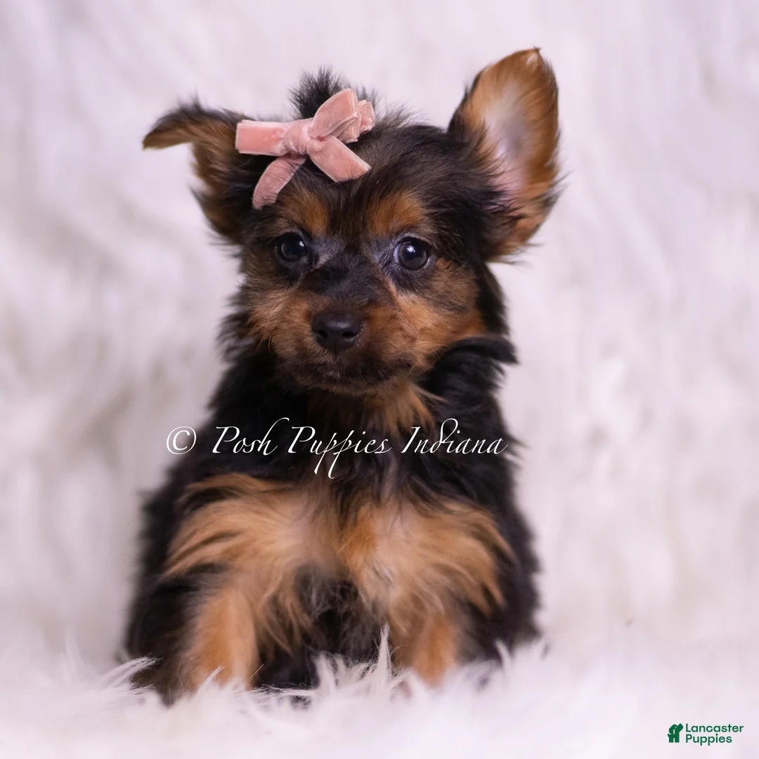 Yorkshire Terrier dogs for sale: Gidget - Ad 1