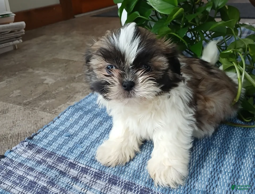 Shih Tzu dogs for sale: Rocco - Ad 3