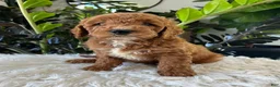 Mini Goldendoodle dogs for sale: Kenzo - Ad 3