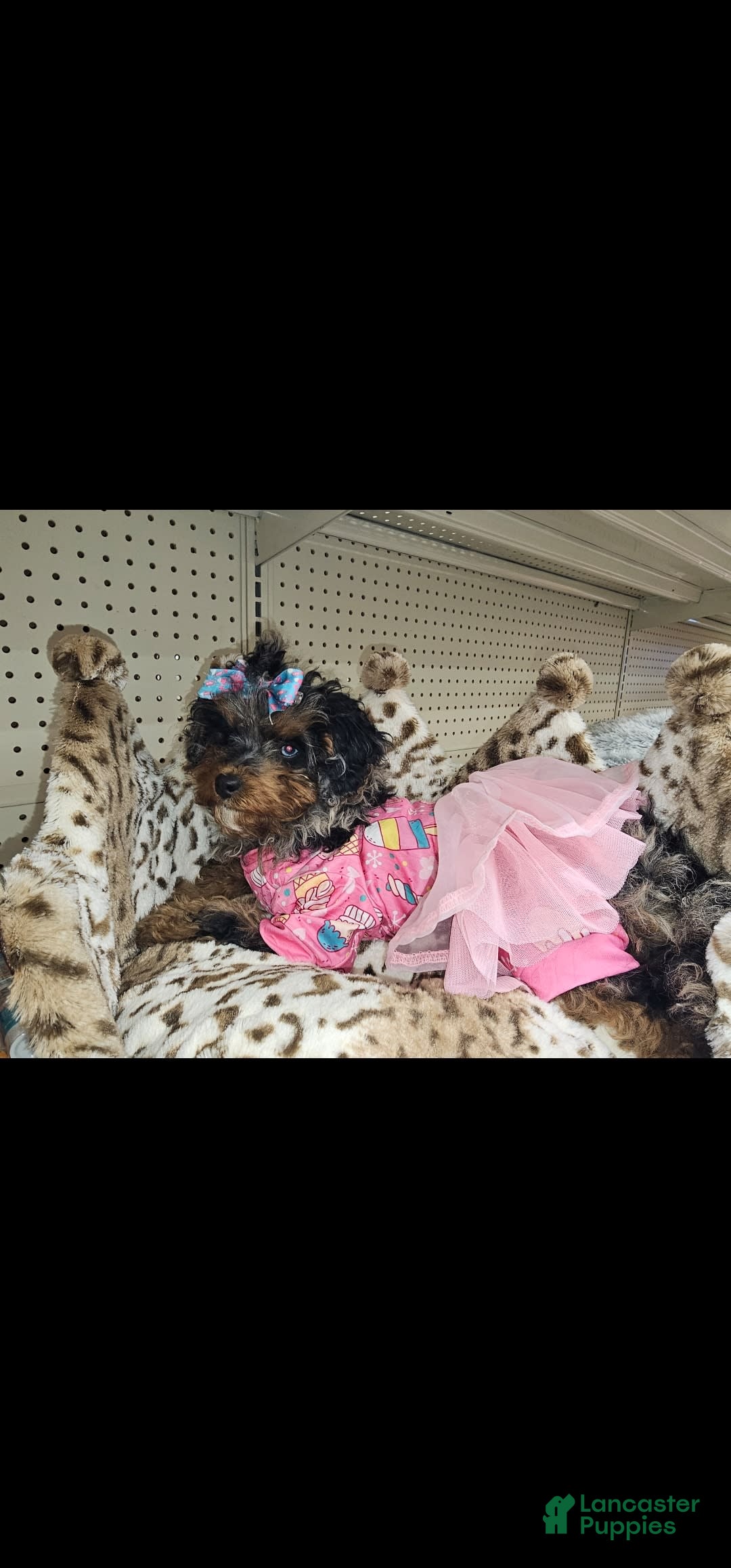 Cavapoo dogs for sale: Nova - Ad 1