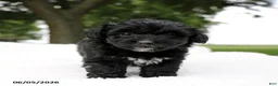 Mini Aussiedoodle dogs for sale: Colton - Ad 3