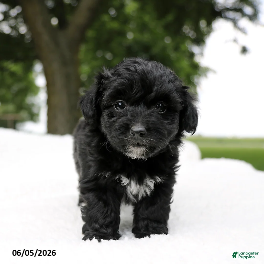 Mini Aussiedoodle dogs for sale: Colton - Ad 3