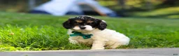 Cavapoo dogs for sale: Rubble - Ad 3