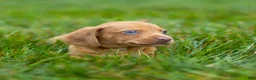 Miniature Dachshund dogs for sale: Mylan Miniature Dachshund  - Ad 11