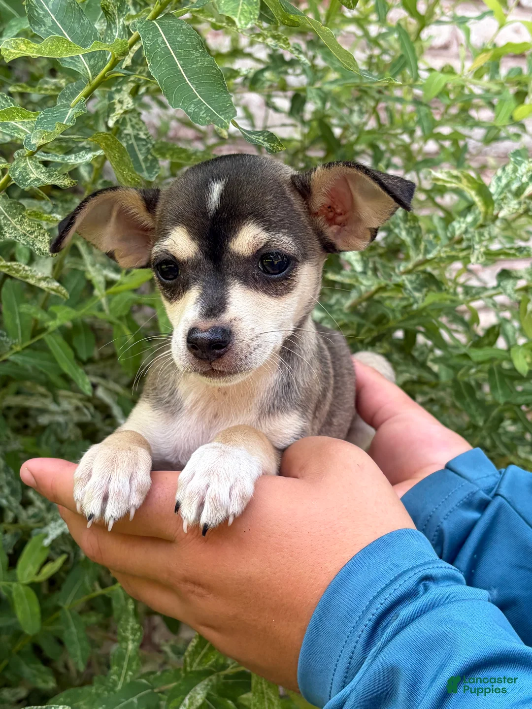 Mixed Breed dogs for sale: Sadie - Ad 1