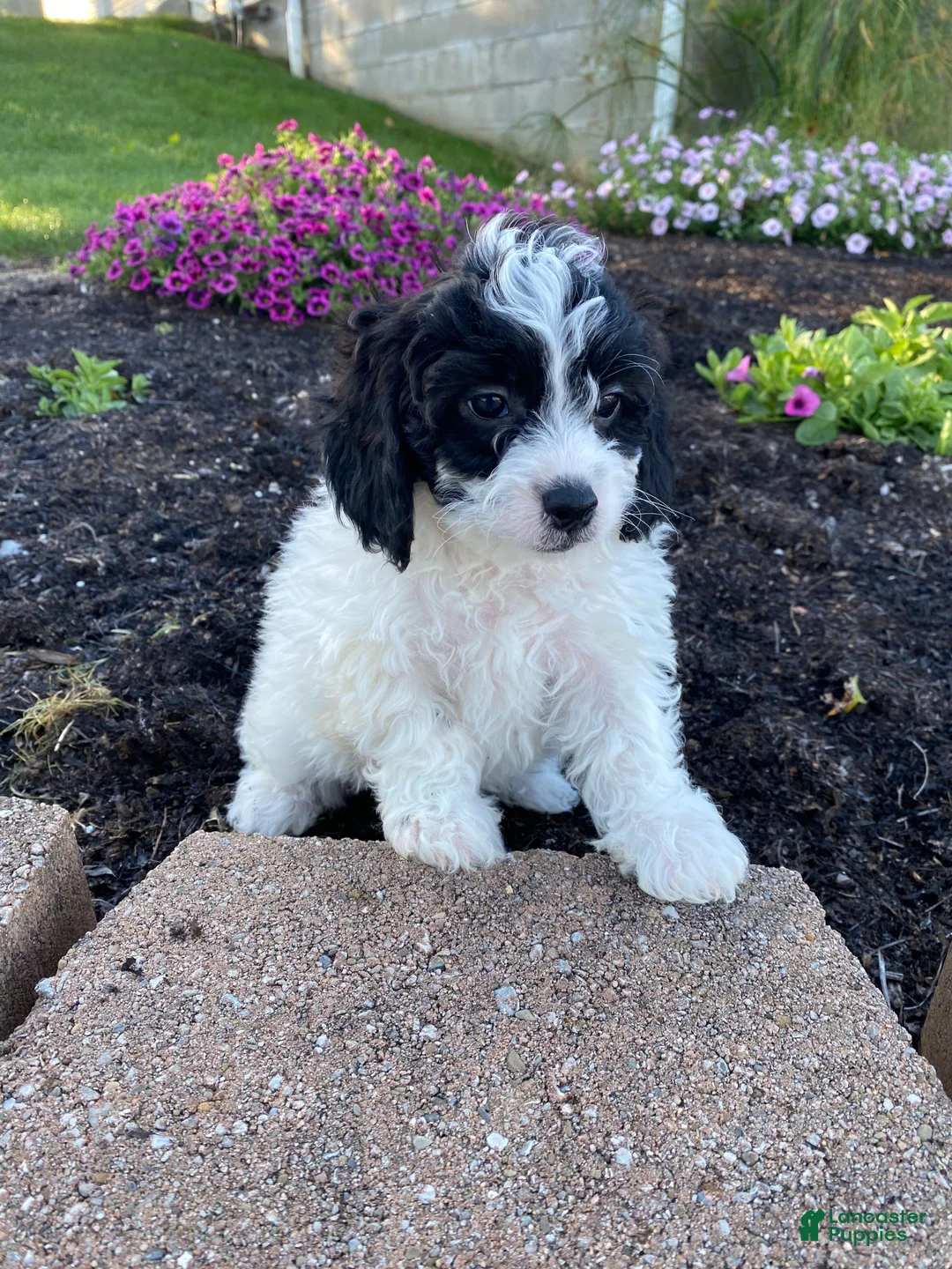 Cavapoo dogs for sale: Timmy - Ad 2
