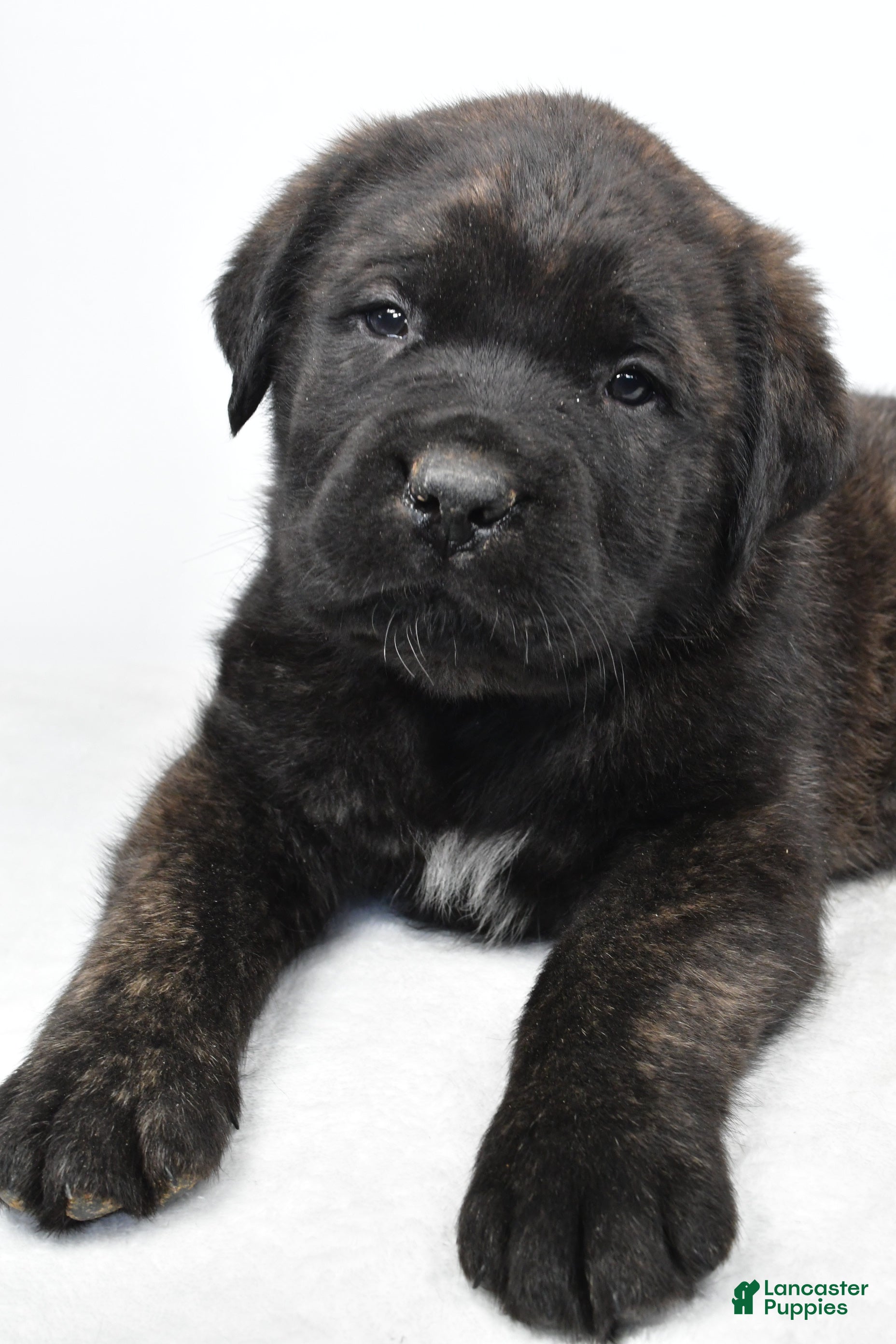 English Mastiff dogs Boxer - Ad 1