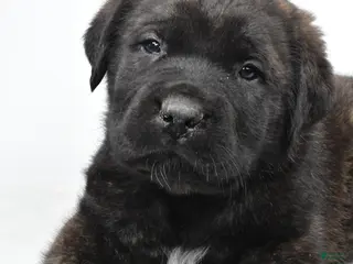 English Mastiff dogs Boxer - Ad 1