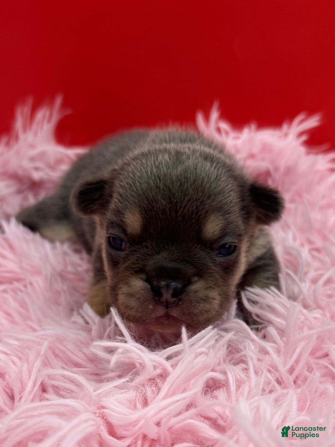 French Bulldog dogs for sale: French Bulldog Puppy 5 - Ad 8