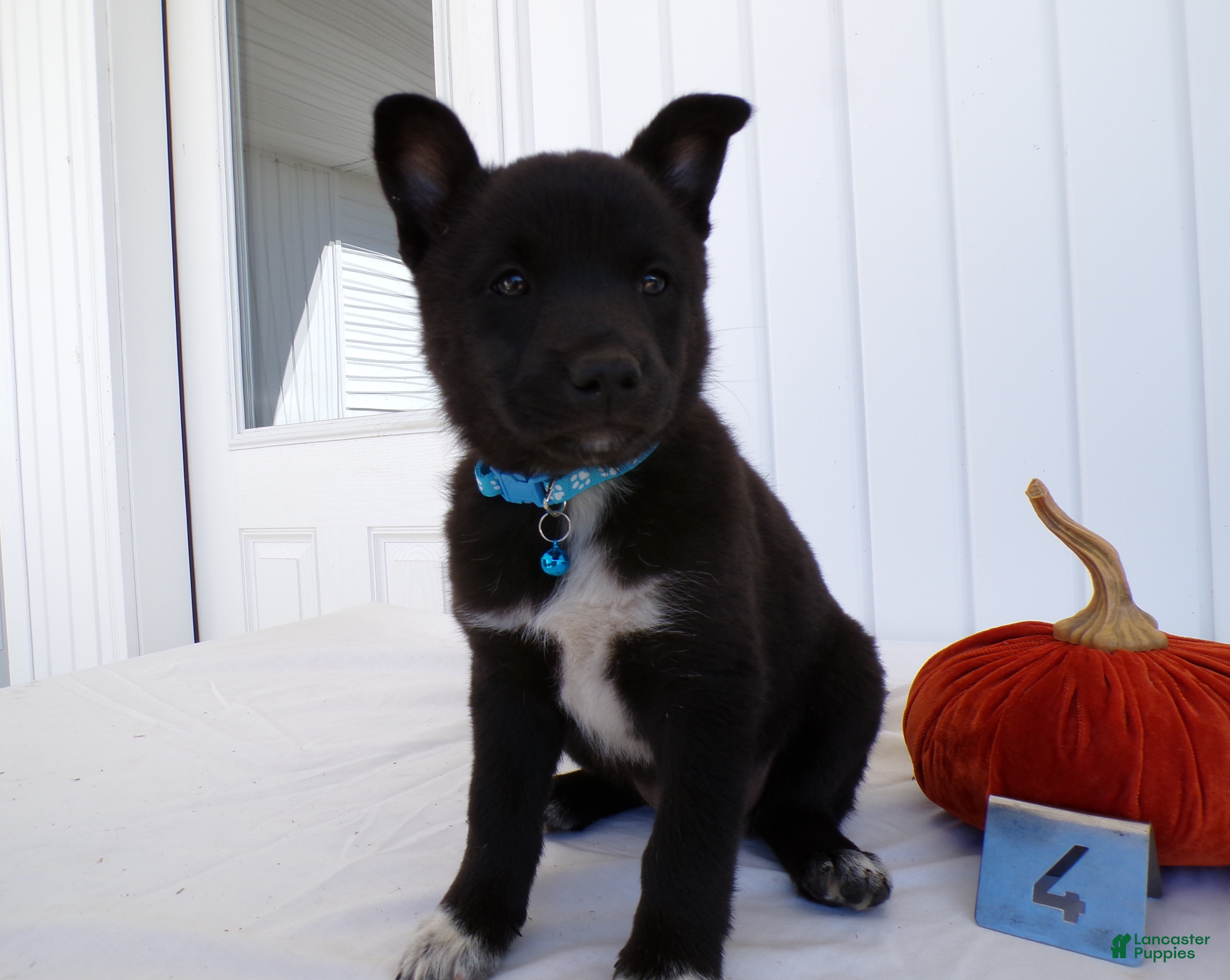 German Shepherd dogs German Shepherd Puppy 4 - Ad 41