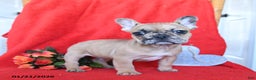French Bulldog dogs for sale: Blaze - Ad 5