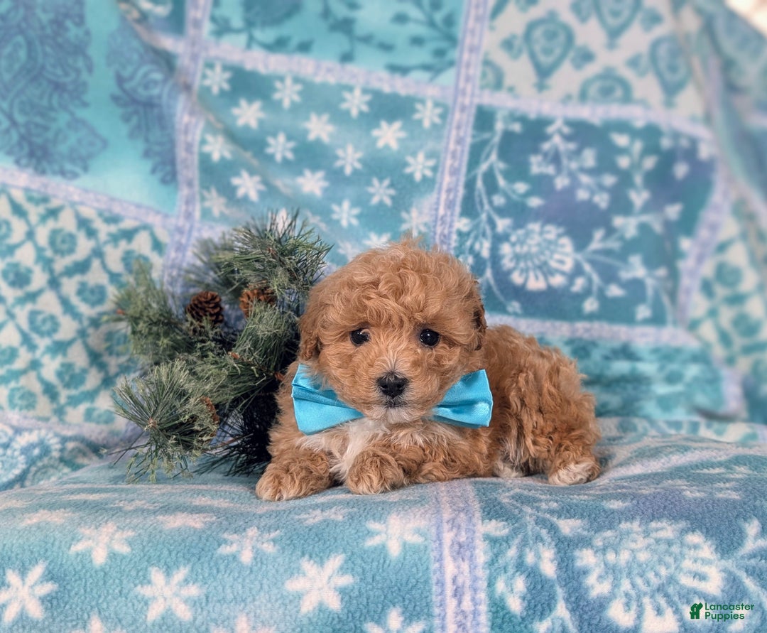 Havapoo dogs for sale: Blaine Ready for Christmas! - Ad 8