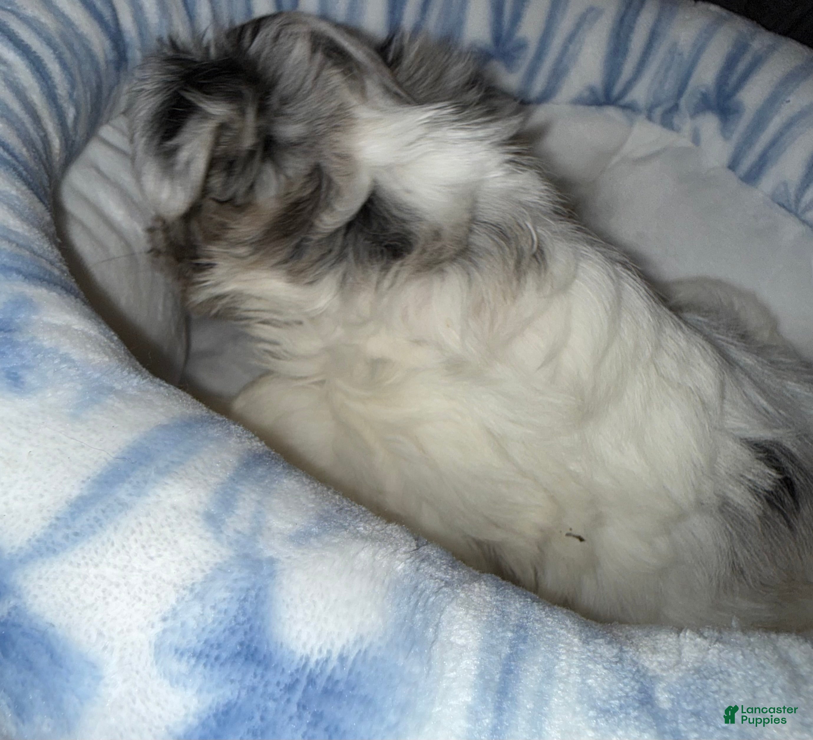 Yorkshire Terrier dogs Honor - Ad 2