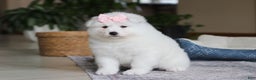 Samoyed dogs for sale: June - Ad 1